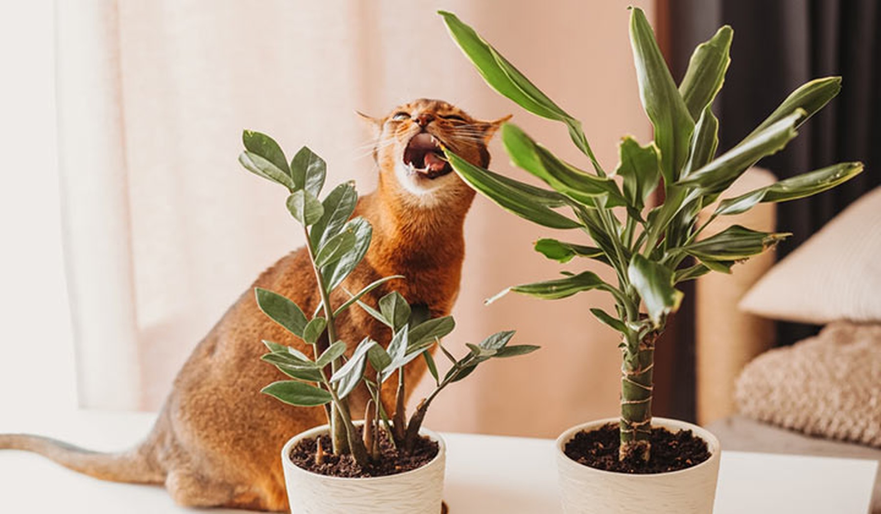 gato naranja mordiendo una especie de palmera y con otra planta al lado