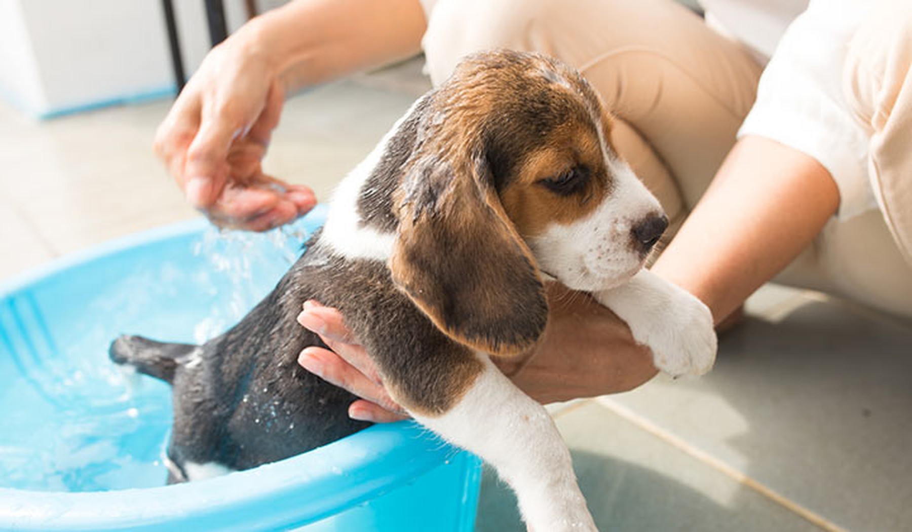 Cachorrito de perro marrón y blanco en un barreño azul con una persona lavándolo