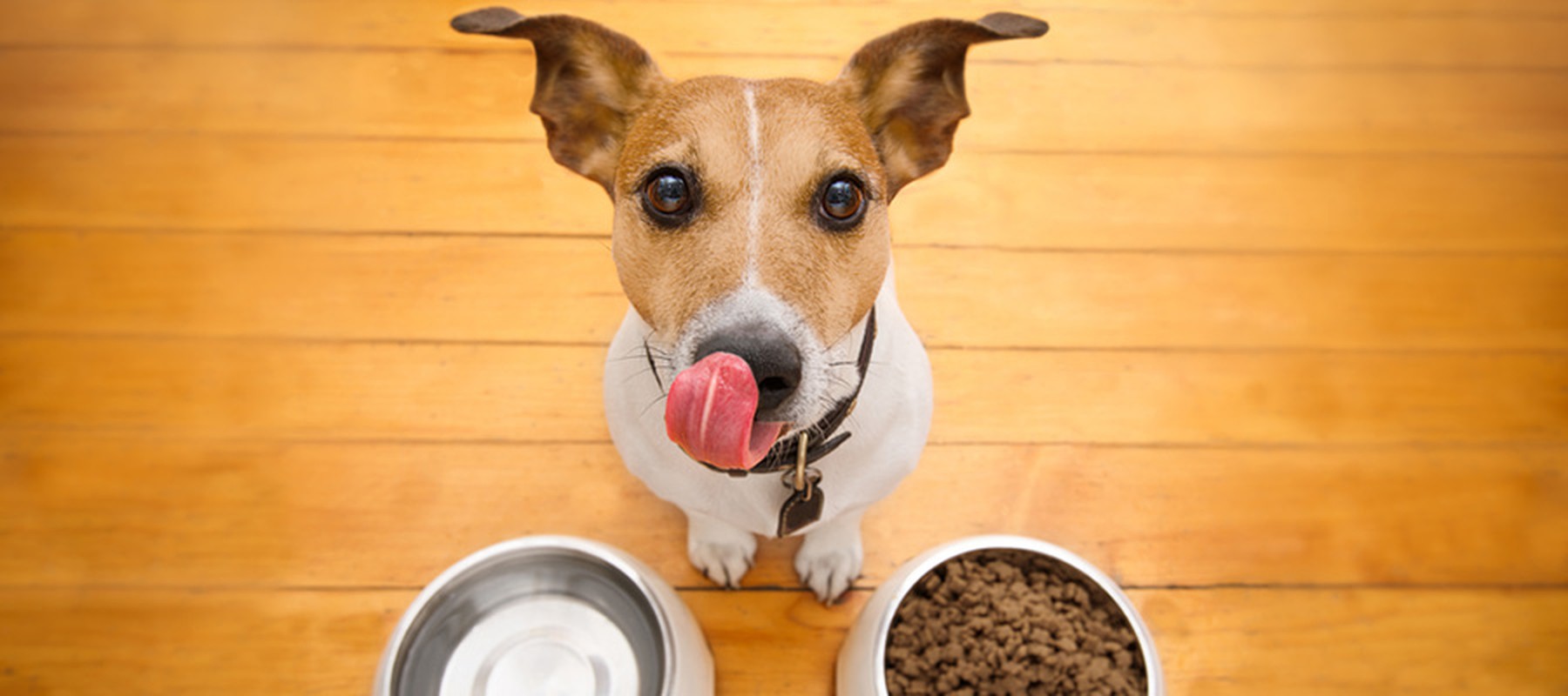 Tips para elegir el mejor alimento para tu mascota