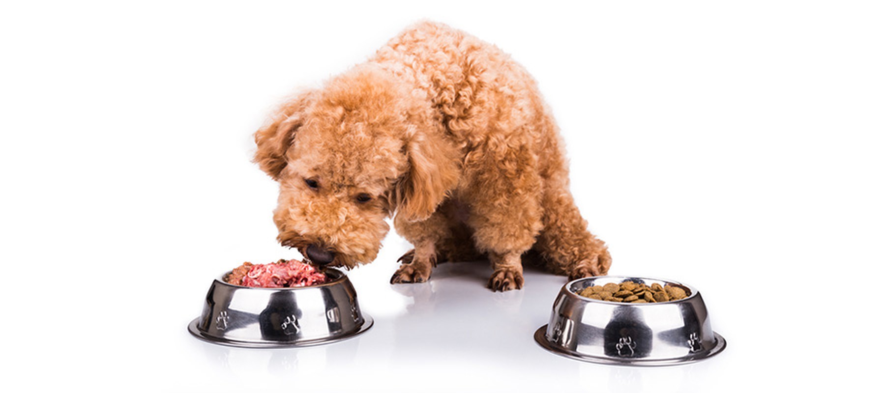 Perro frente a dos cuencos de comida: pienso y carne cruda
