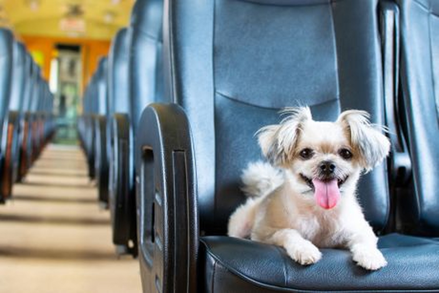 Perrito sentado en el asiento de un tren