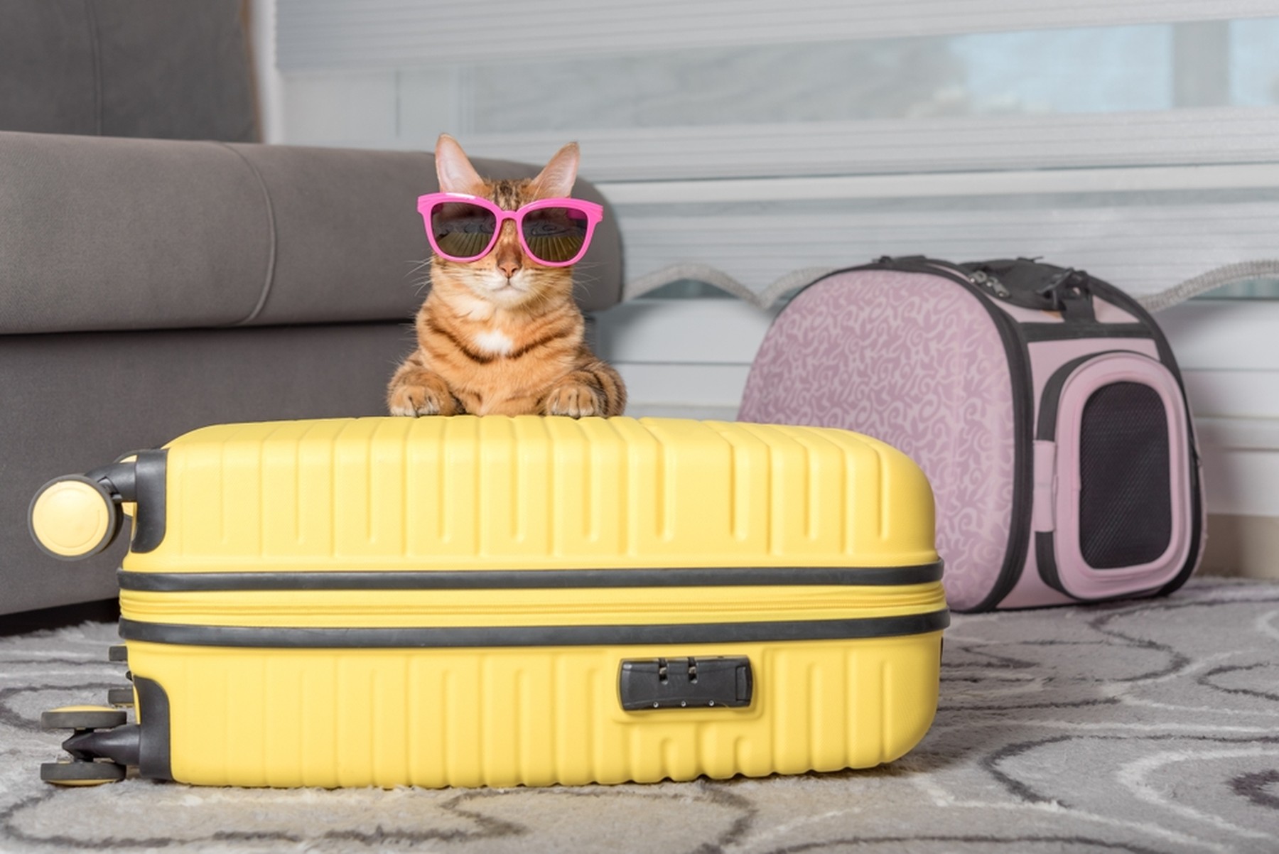 Gatito detrás de una maleta amarilla con gafas de sol