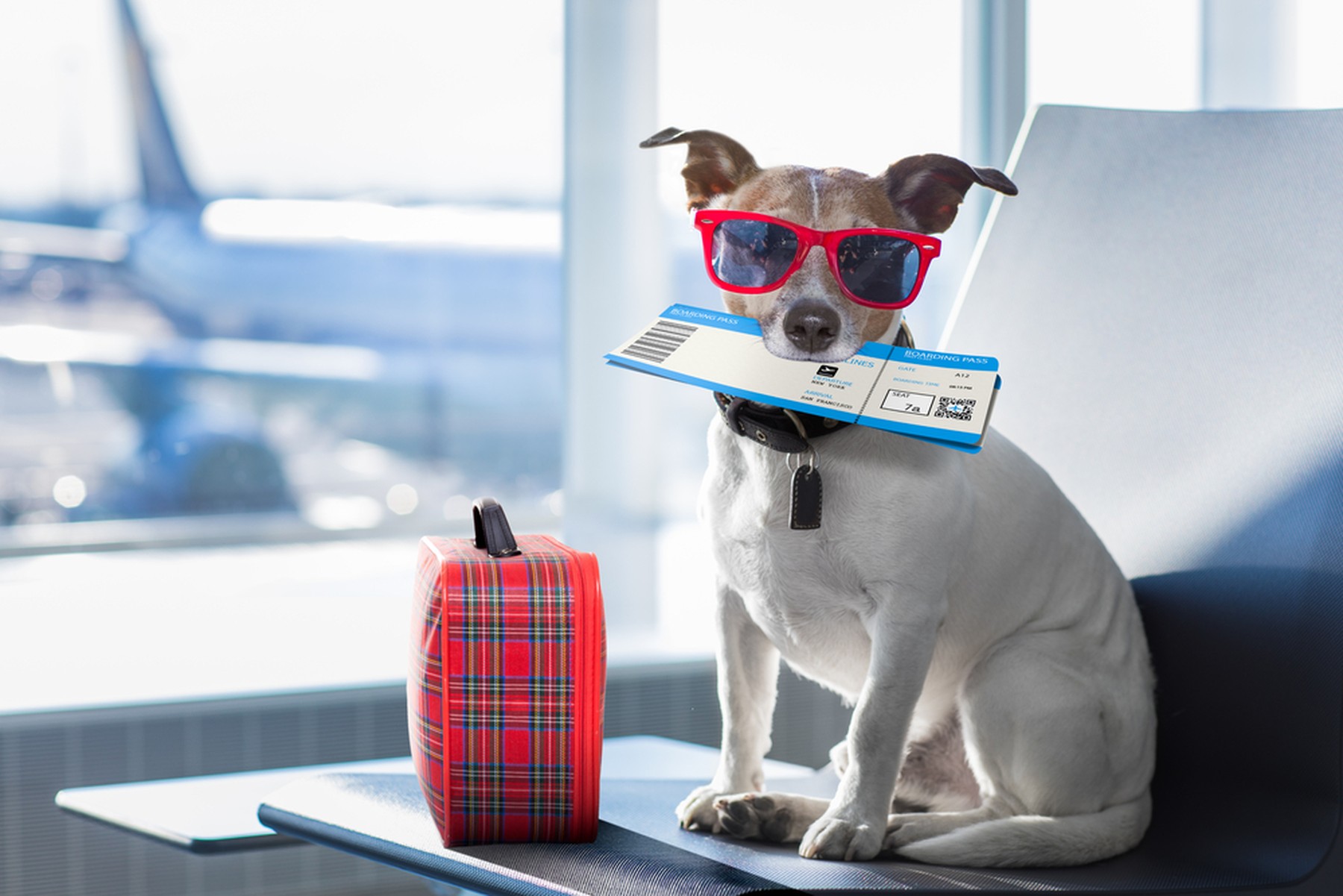 Perrito con gafas de sol y un boleto de viaje en la boca