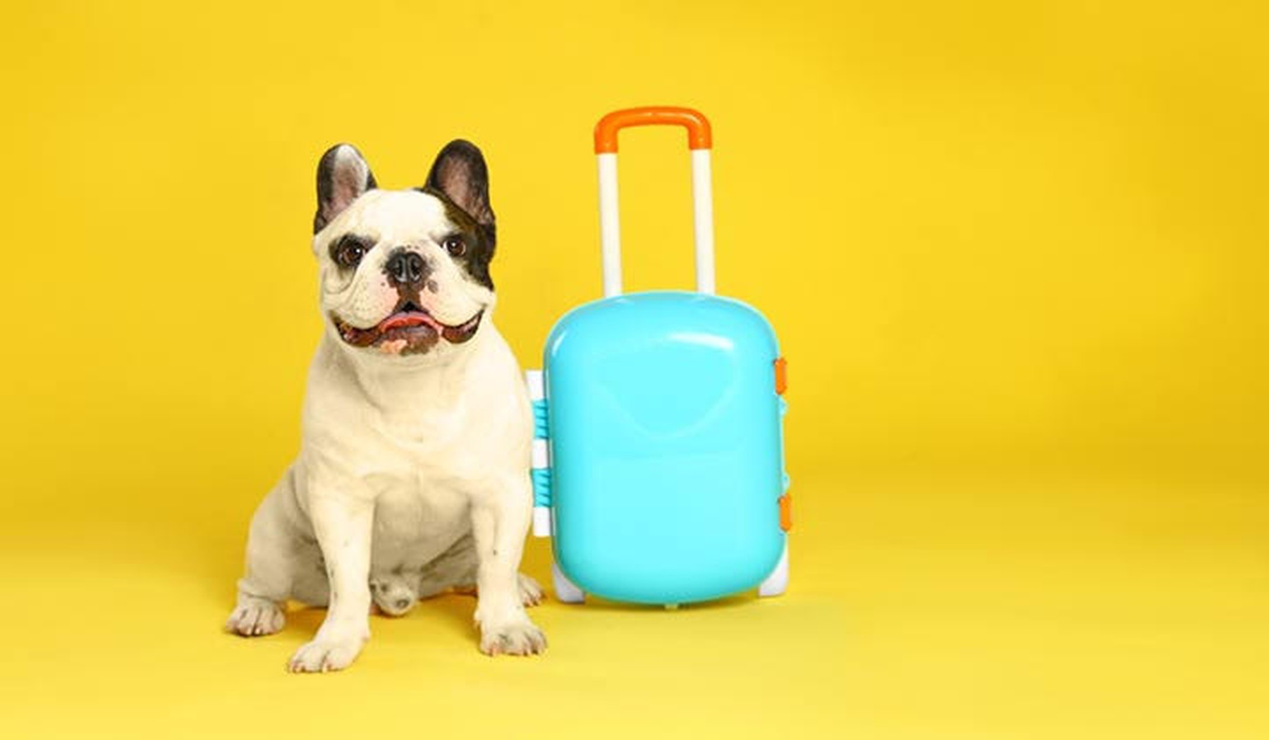 Perro sentado junto a una maleta turquesa