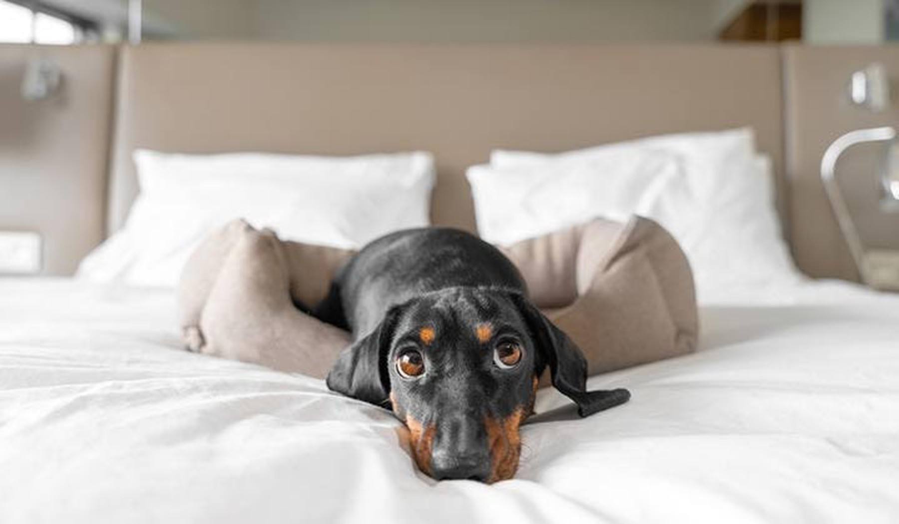Perro salchicha tumbado en la cama de un hotel